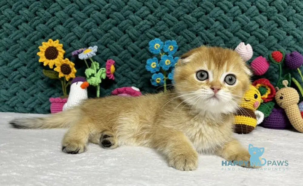 Wendy Scottish Fold female black golden chinchilla live animals