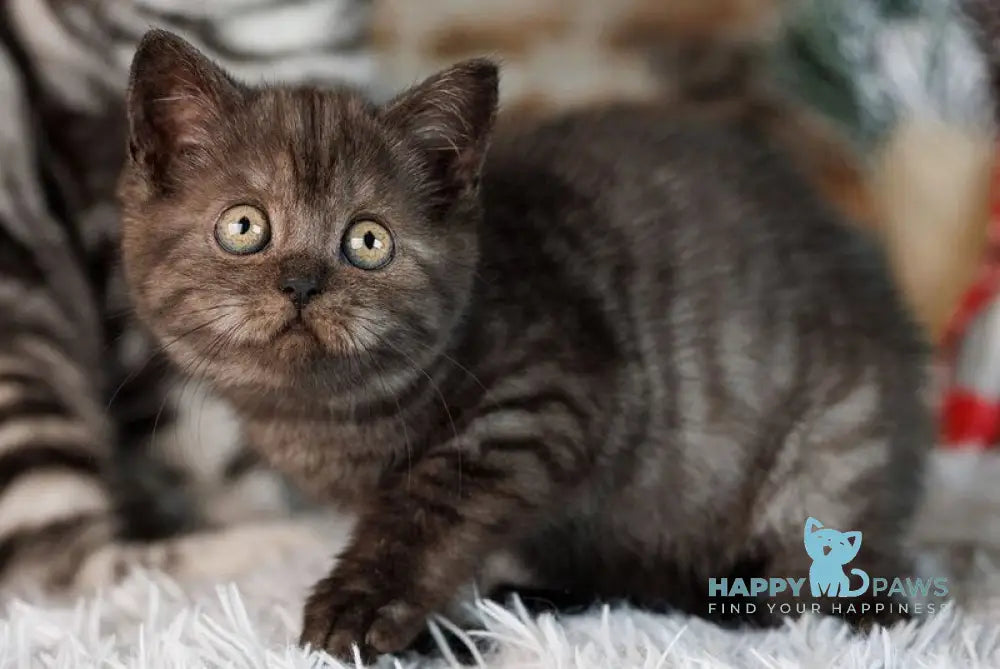 Wendy Scottish Straight female black silver live animals