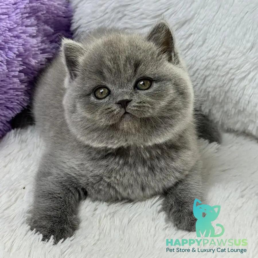 Wendy Scottish Straight female blue - live animals