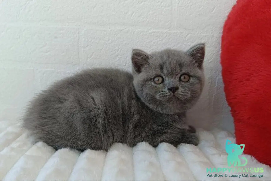 Wendy Scottish Straight female blue - live animals