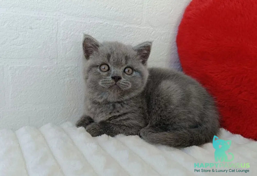 Wendy Scottish Straight female blue - live animals