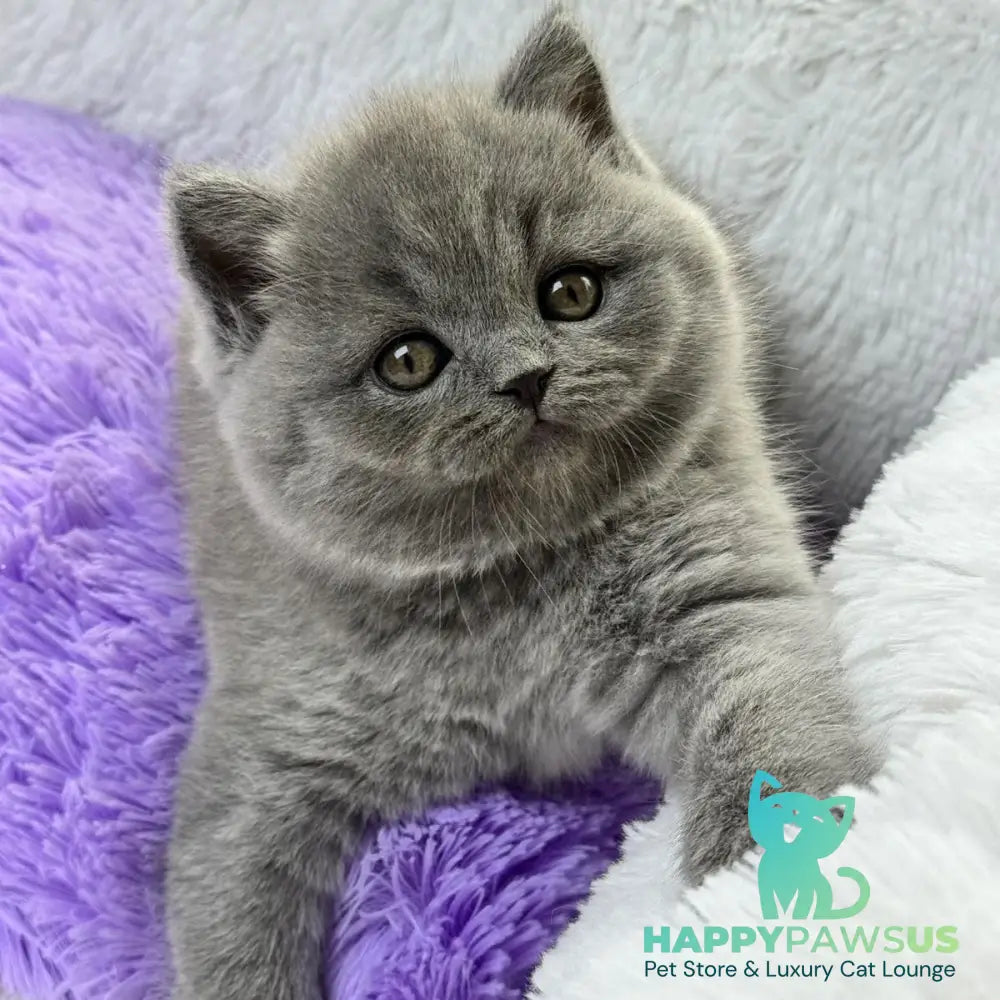 Wendy Scottish Straight female blue - live animals