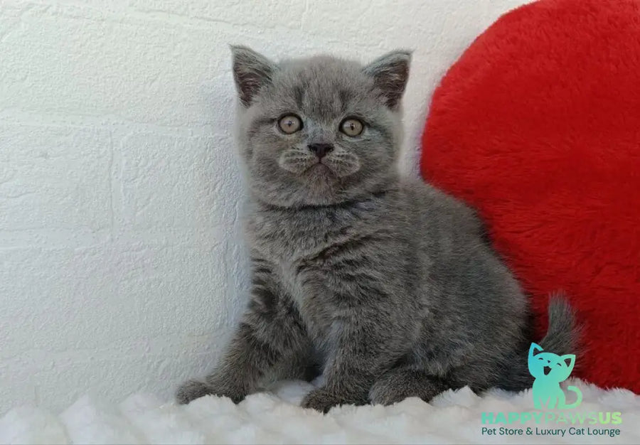 Wendy Scottish Straight female blue - live animals