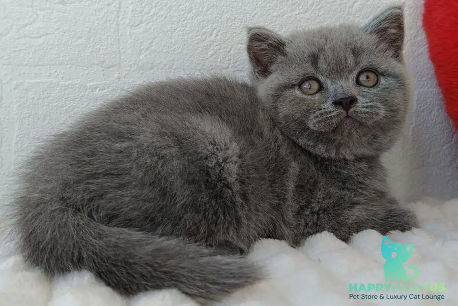 Wendy Scottish Straight female blue - live animals