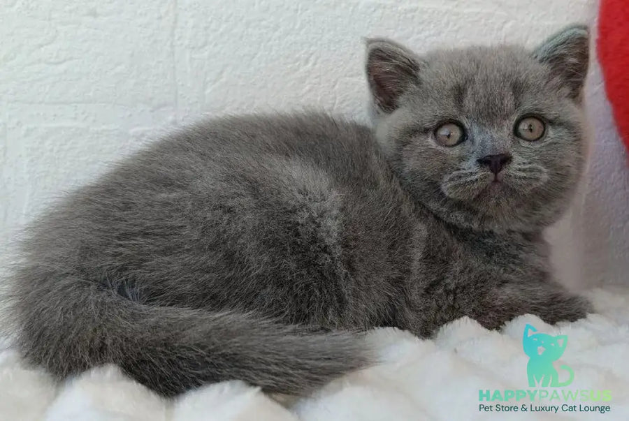 Wendy Scottish Straight female blue - live animals