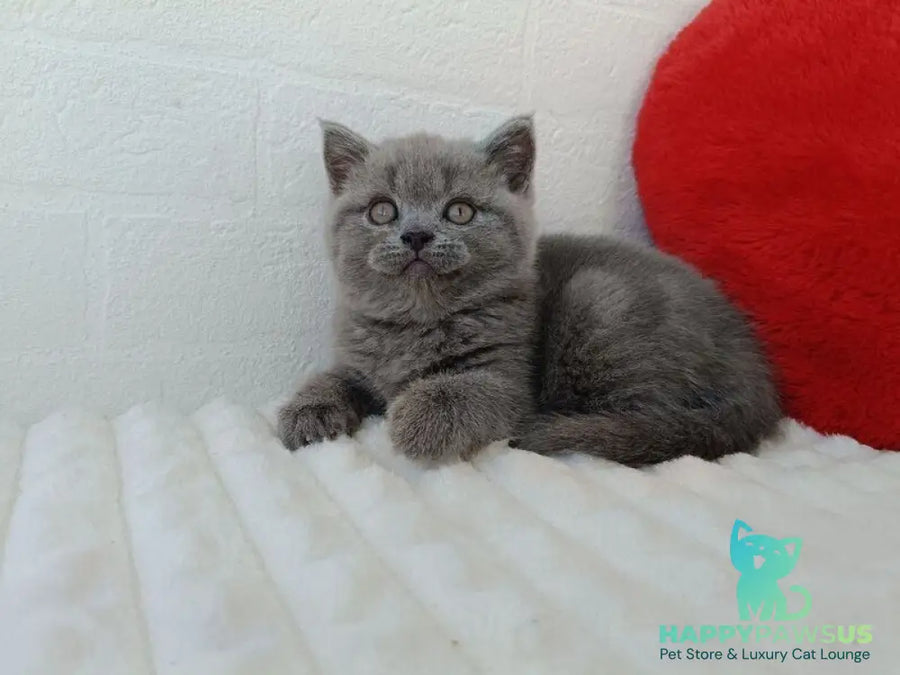 Wendy Scottish Straight female blue - live animals
