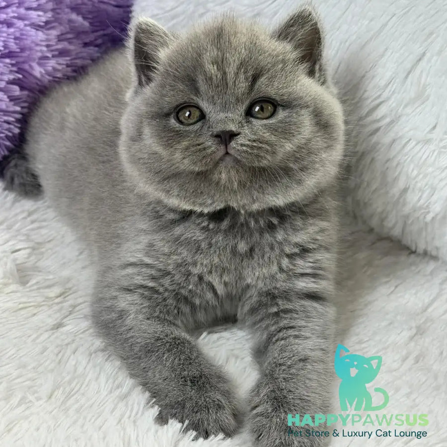 Wendy Scottish Straight female blue - live animals