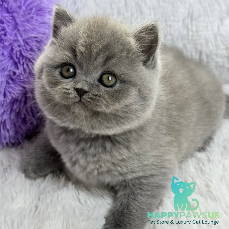 Wendy Scottish Straight female blue - live animals