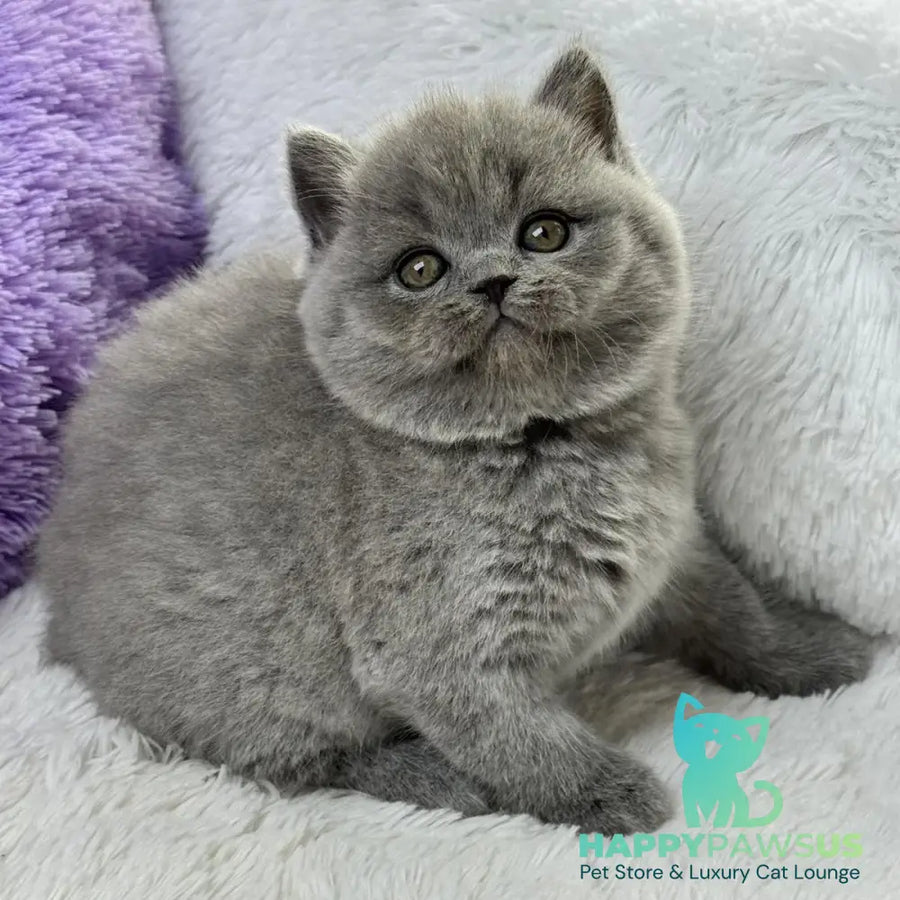 Wendy Scottish Straight female blue - live animals