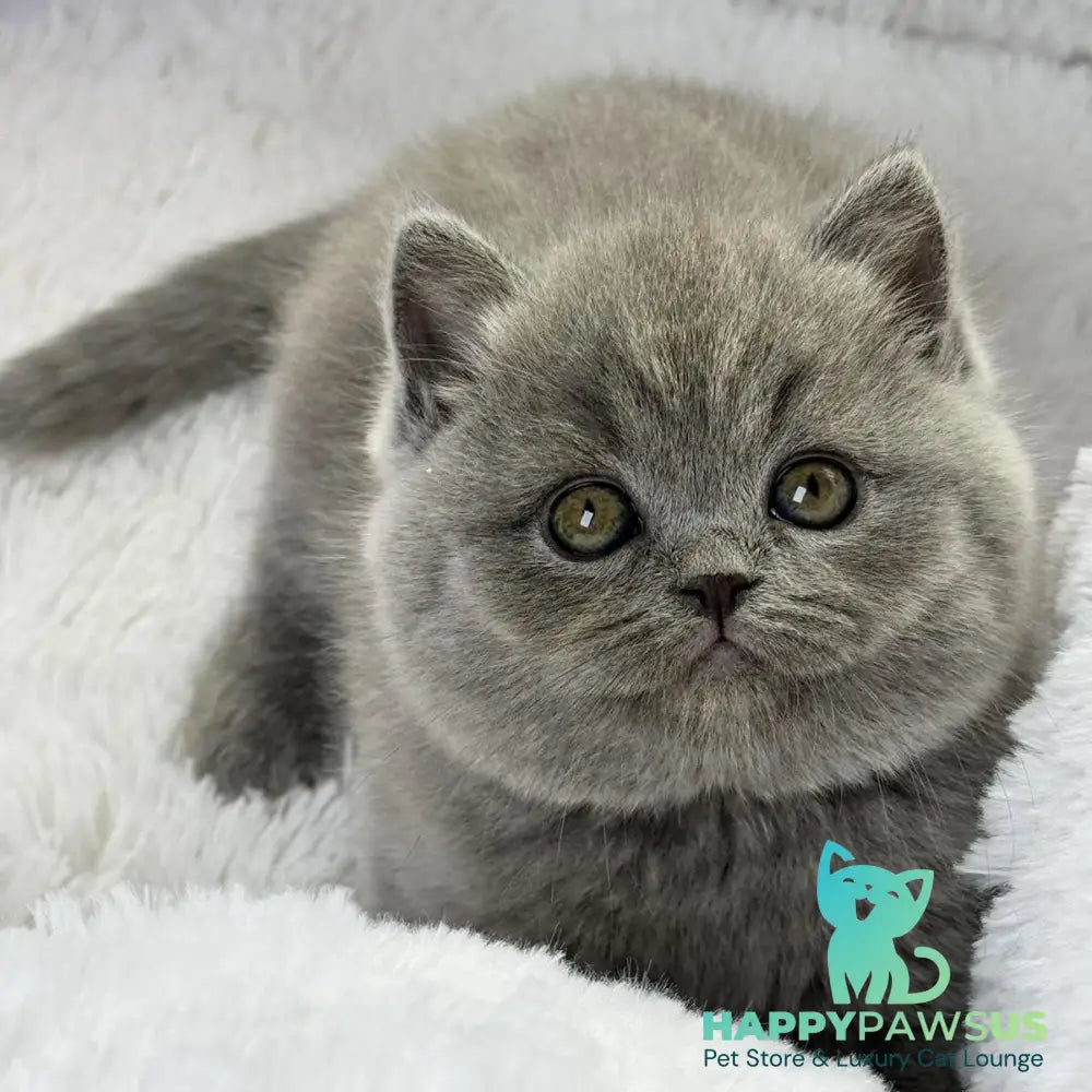 Wendy Scottish Straight female blue - live animals