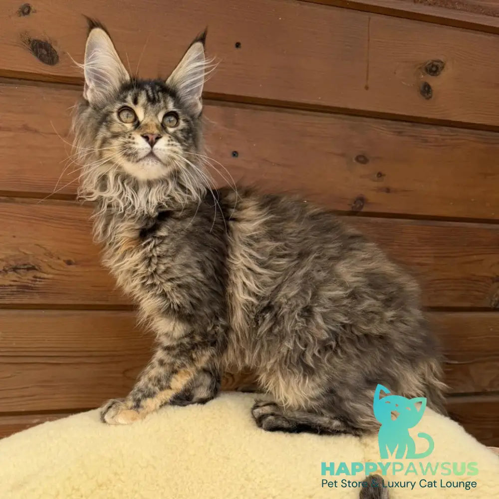 Wera Maine Coon female black tortie - live animals