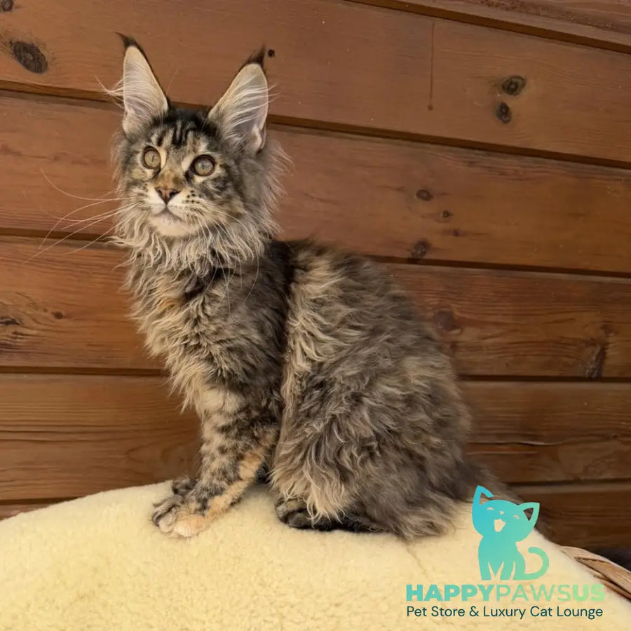 Wera Maine Coon female black tortie - live animals