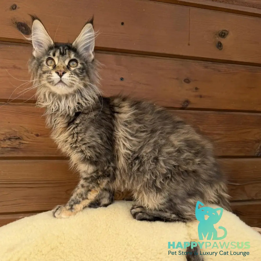 Wera Maine Coon female black tortie - live animals