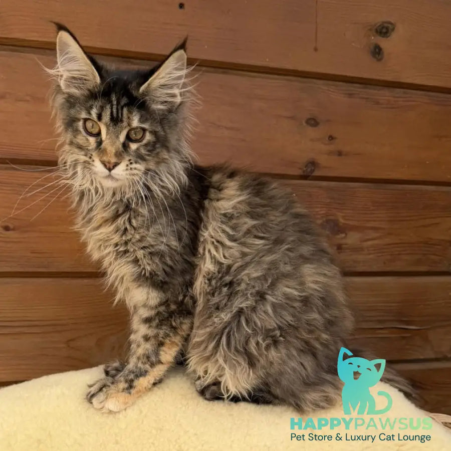 Wera Maine Coon female black tortie - live animals