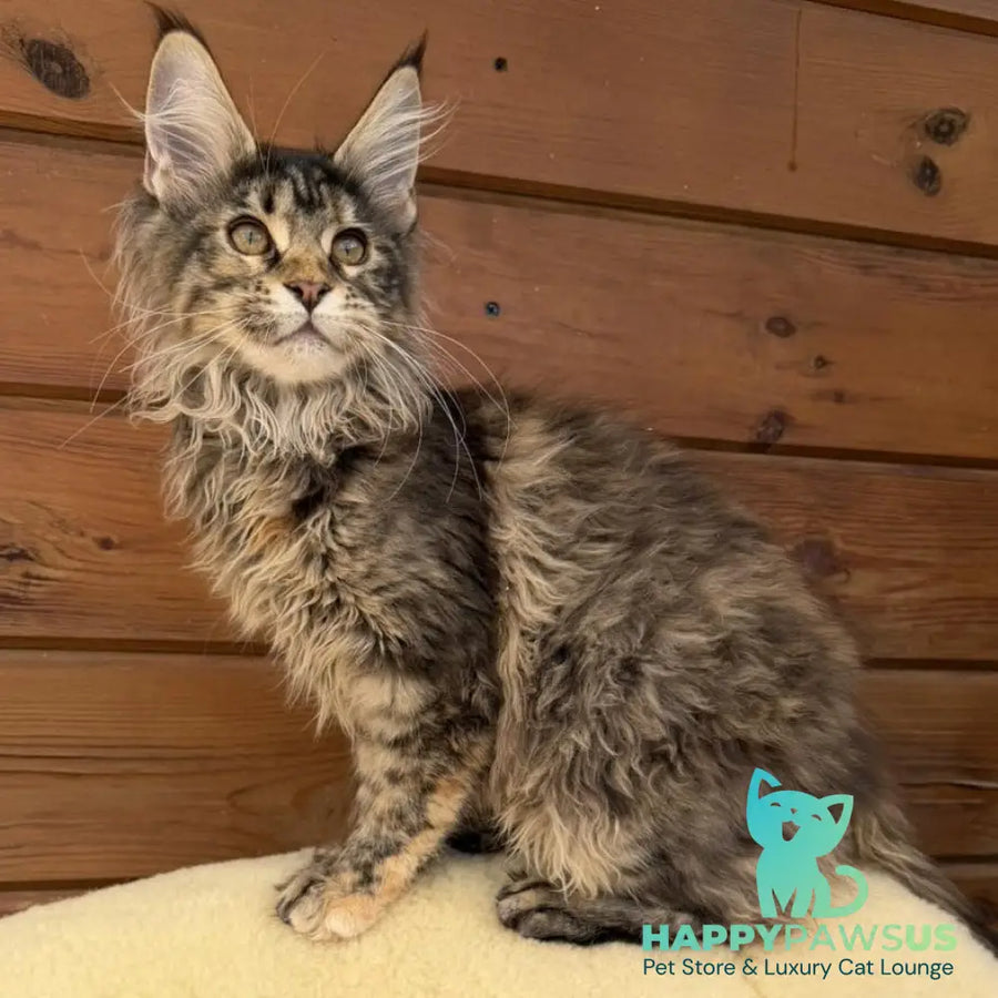 Wera Maine Coon female black tortie - live animals