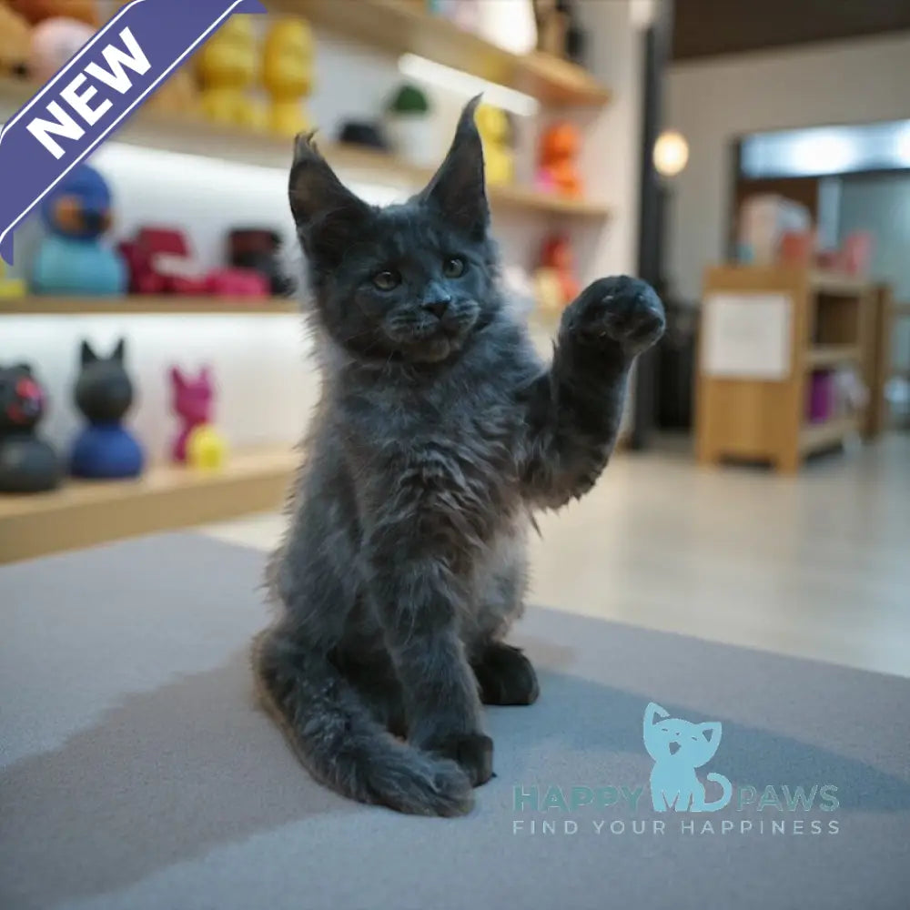 Weron Maine Coon male blue silver live animals