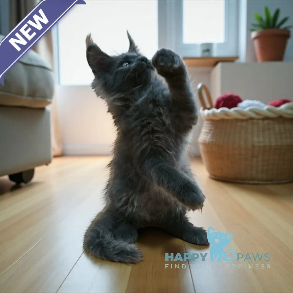 Weron Maine Coon male blue silver live animals