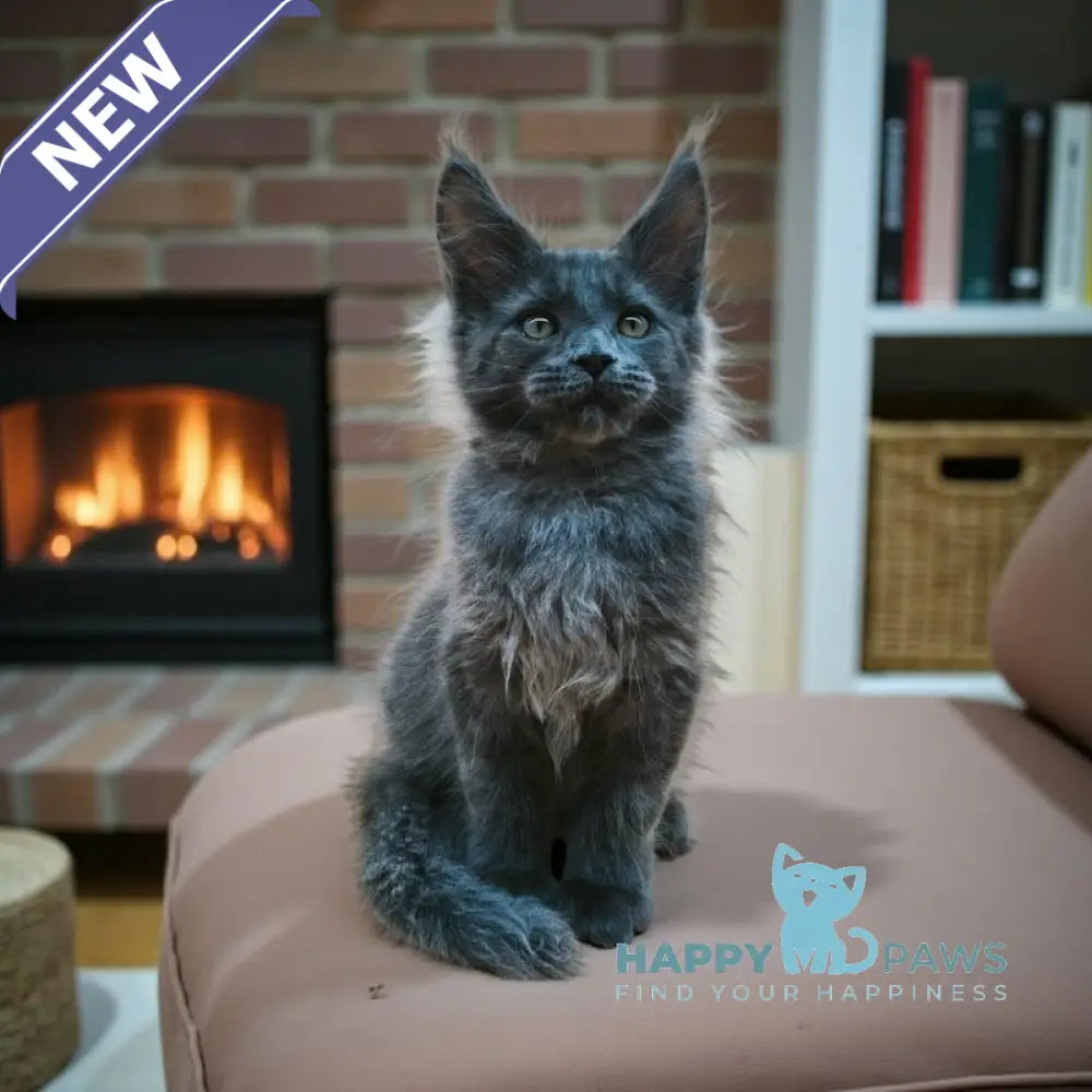 Weron Maine Coon male blue silver live animals