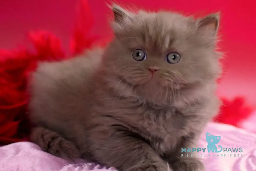 Werona British Longhair female cinnamon - live animals