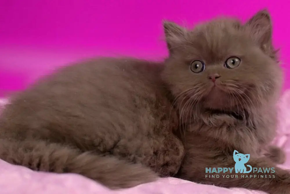 Werona British Longhair female cinnamon - live animals