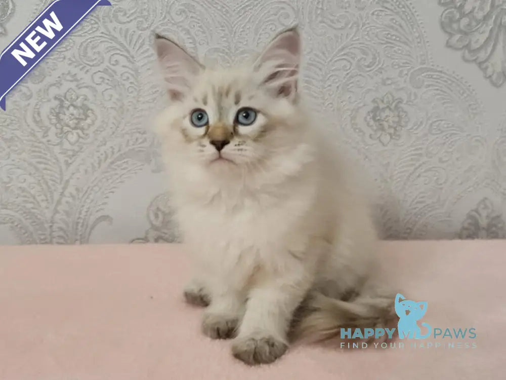 Werona Neva Masquerade female black tabby pointed live animals