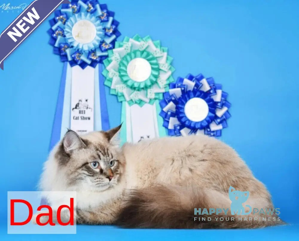 Werona Neva Masquerade female black tabby pointed live animals