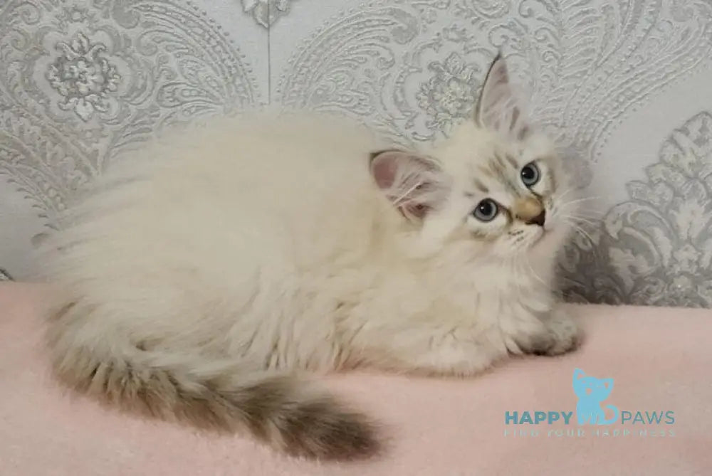 Werona Neva Masquerade female black tabby pointed live animals