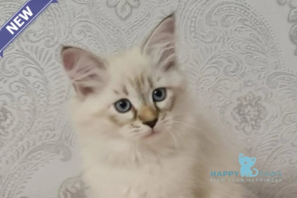 Werona Neva Masquerade female black tabby pointed live animals