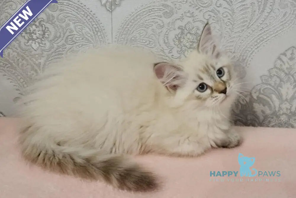 Werona Neva Masquerade female black tabby pointed live animals