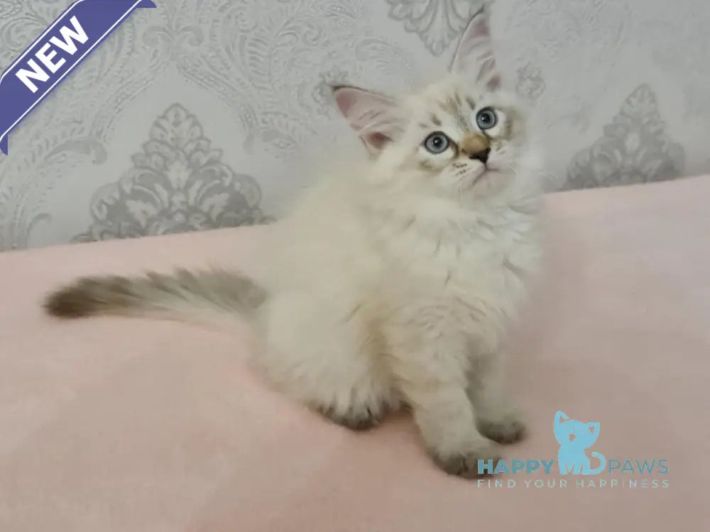 Werona Neva Masquerade female black tabby pointed live animals