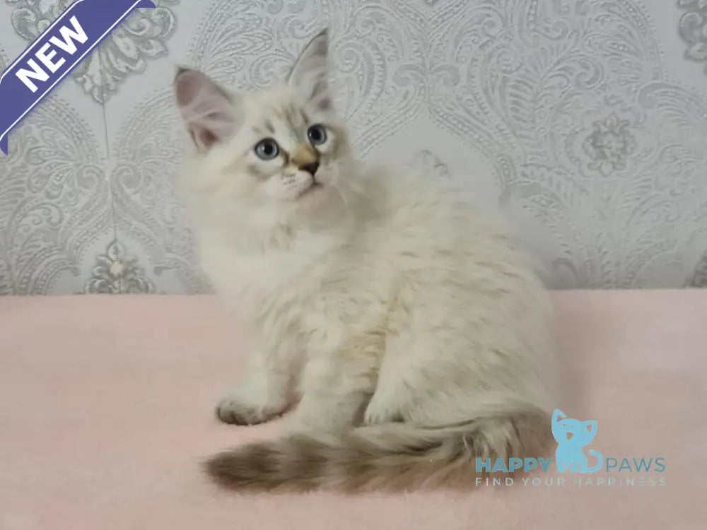Werona Neva Masquerade female black tabby pointed live animals