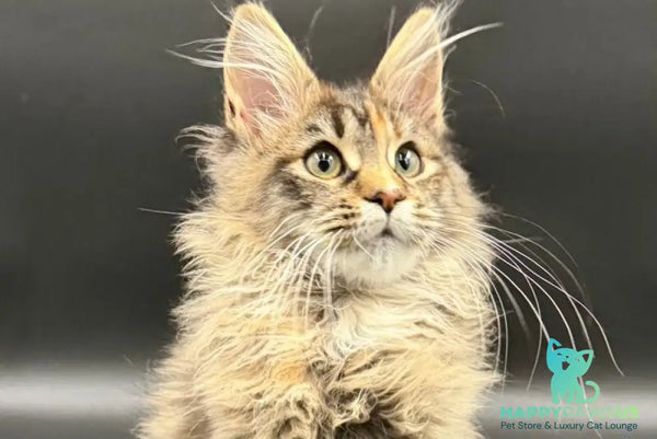 Werra Maine Coon female black tortie spotted tabby - live animals
