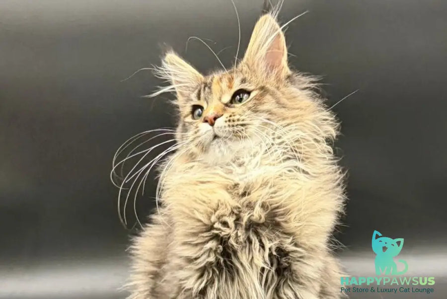 Werra Maine Coon female black tortie spotted tabby - live animals