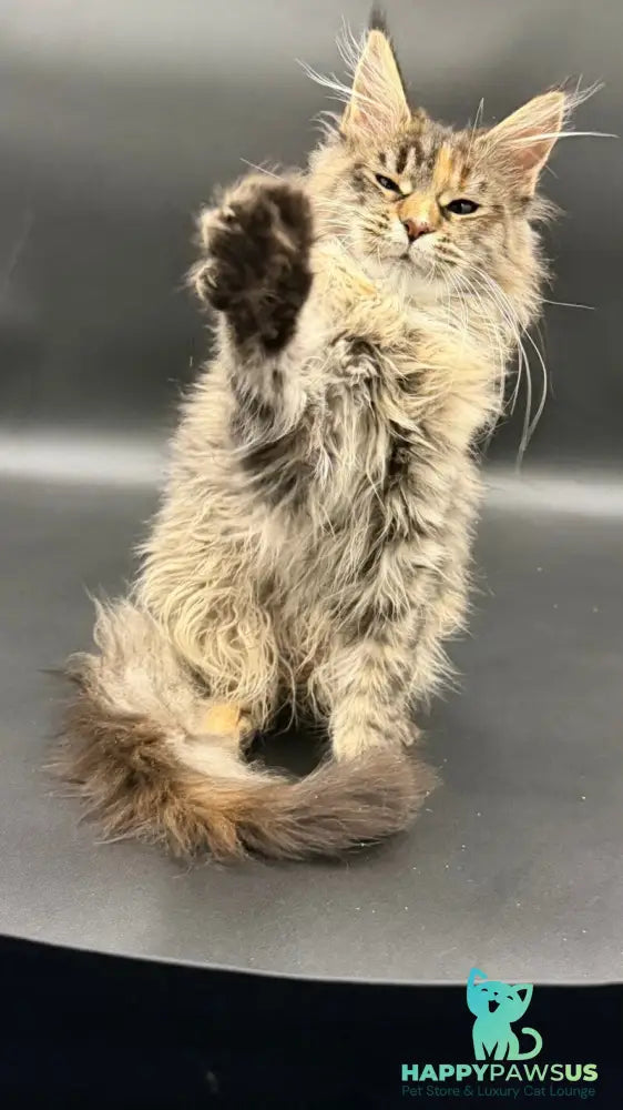 Werra Maine Coon female black tortie spotted tabby - live animals
