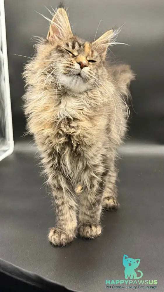 Werra Maine Coon female black tortie spotted tabby - live animals