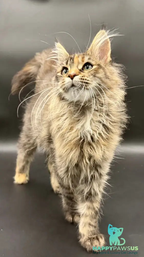 Werra Maine Coon female black tortie spotted tabby - live animals