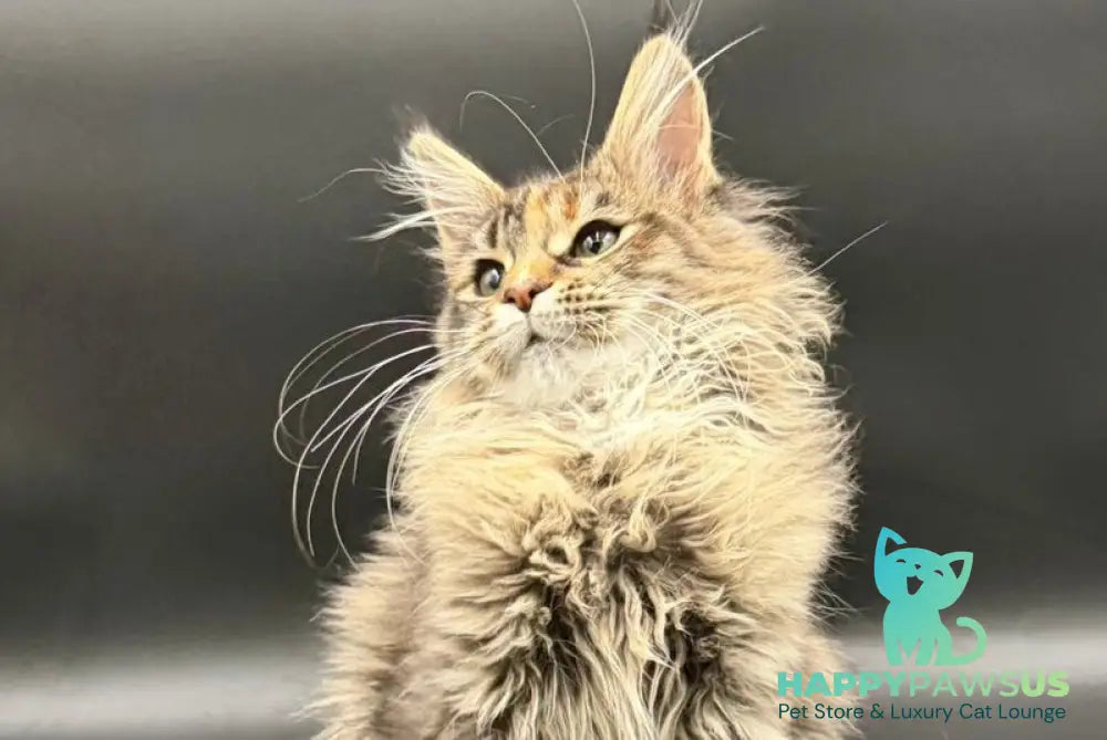 Werra Maine Coon female black tortie spotted tabby - live animals