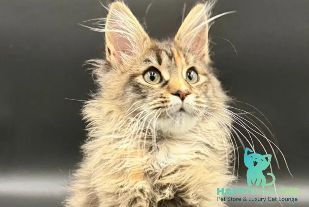 Werra Maine Coon female black tortie spotted tabby - live animals