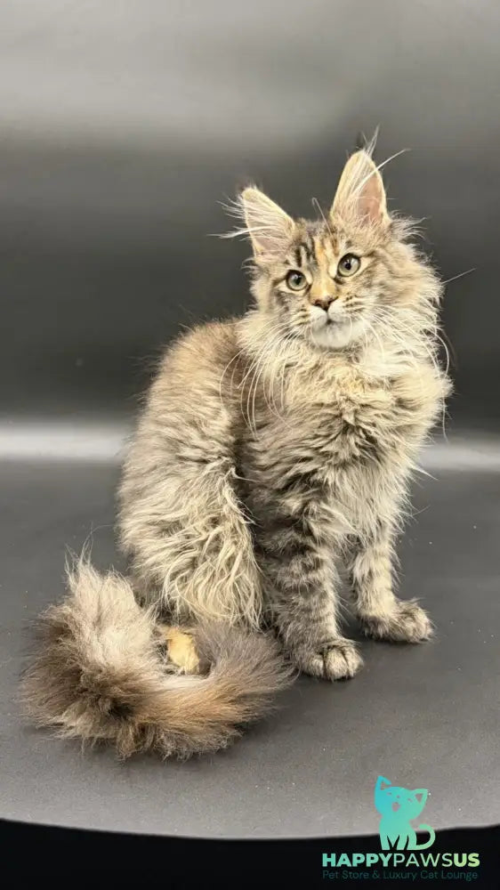 Werra Maine Coon female black tortie spotted tabby - live animals