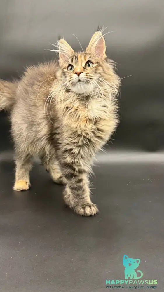 Werra Maine Coon female black tortie spotted tabby - live animals