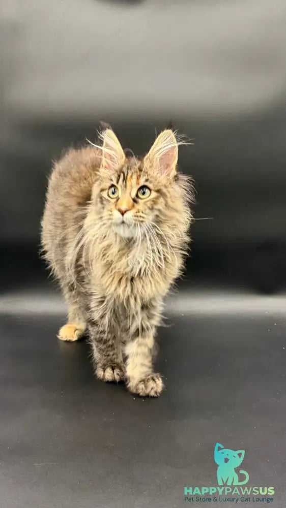 Werra Maine Coon female black tortie spotted tabby - live animals