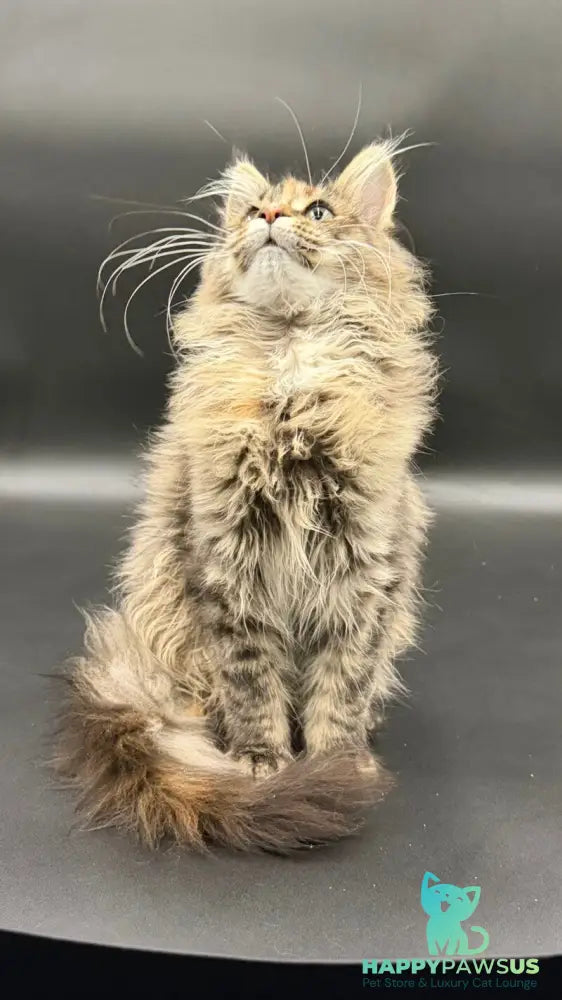 Werra Maine Coon female black tortie spotted tabby - live animals