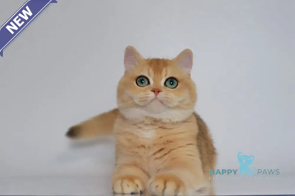 Werusha British Shorthair female black golden chinchilla live animals