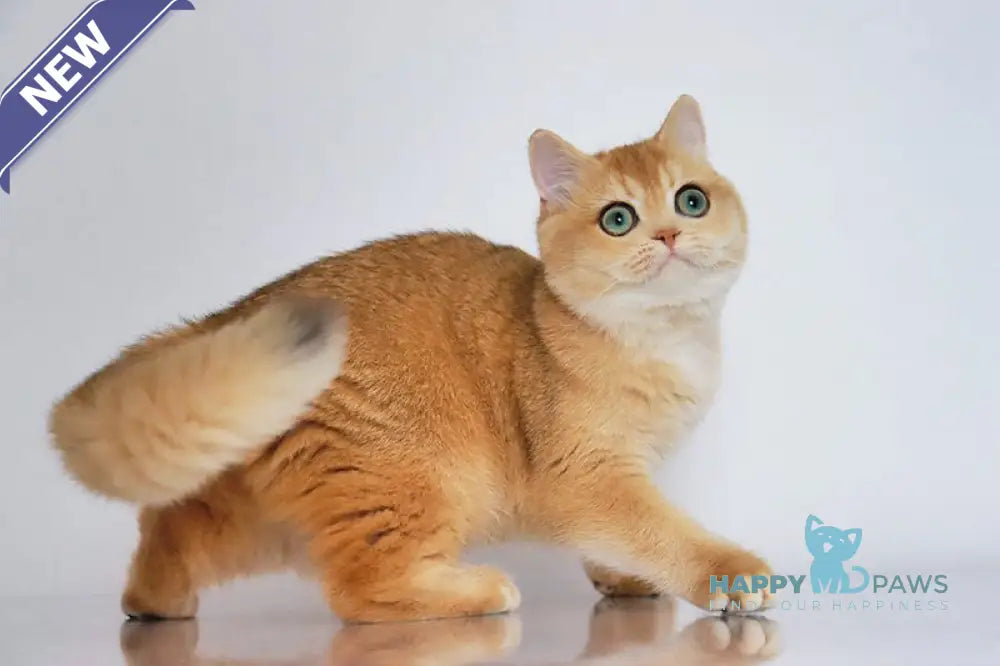 Werusha British Shorthair female black golden chinchilla live animals