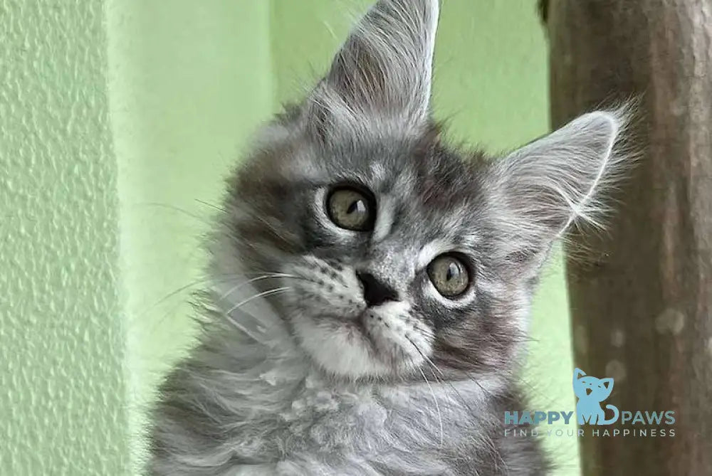 Wesley Maine Coon Male Black Silver Tabby Live Animals