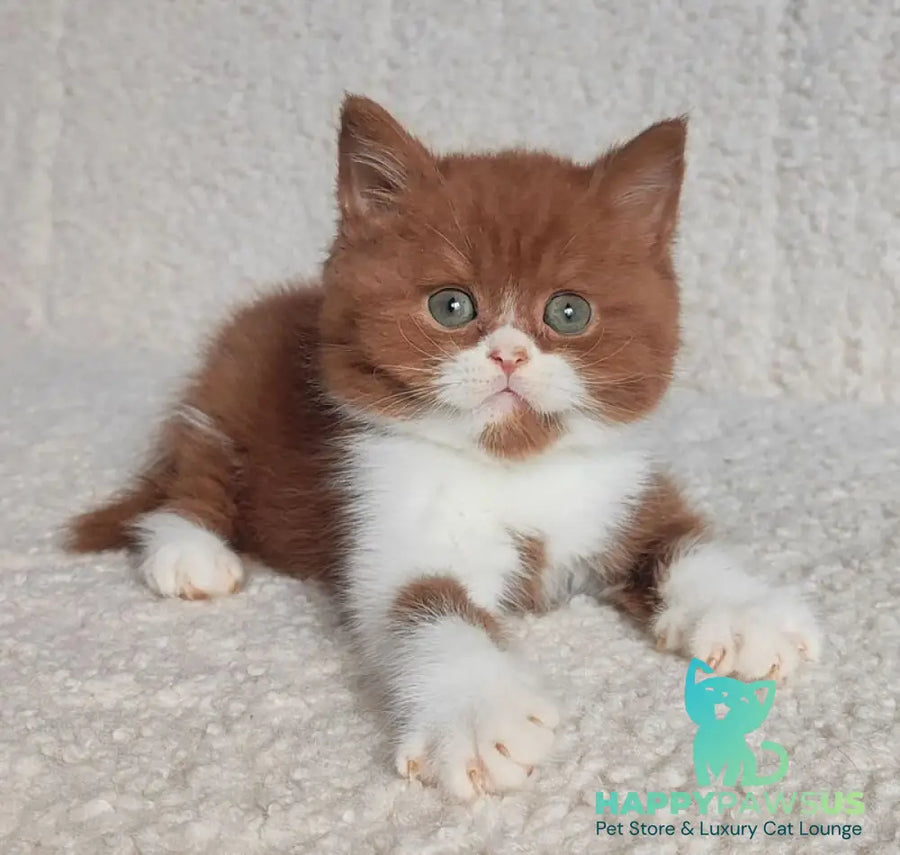 West British Shorthair male cinnamon bicolour - live animals