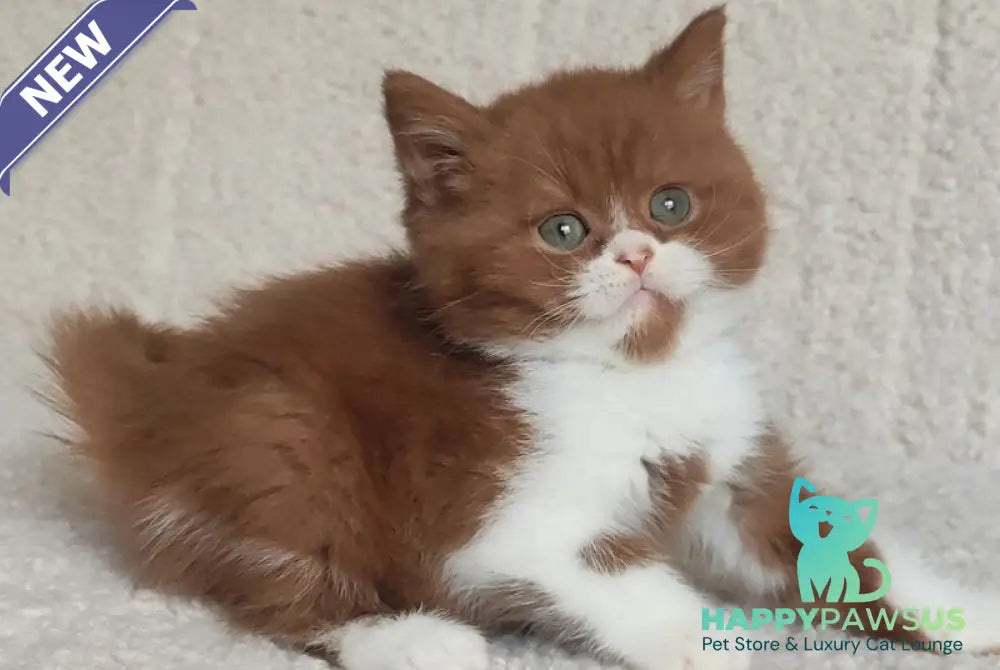 West British Shorthair male cinnamon bicolour - live animals