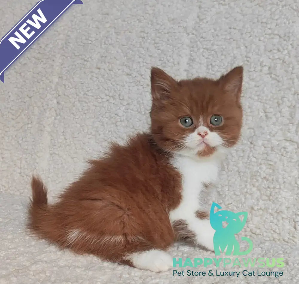 West British Shorthair male cinnamon bicolour - live animals