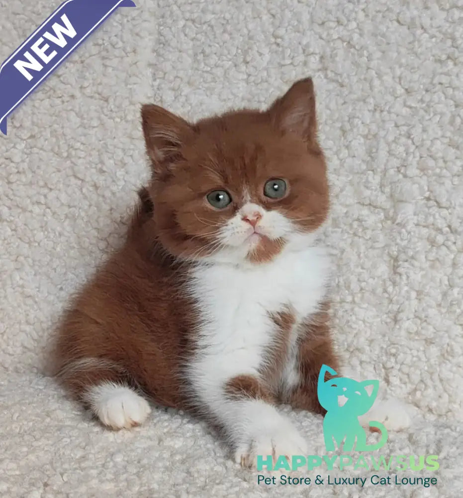 West British Shorthair male cinnamon bicolour - live animals
