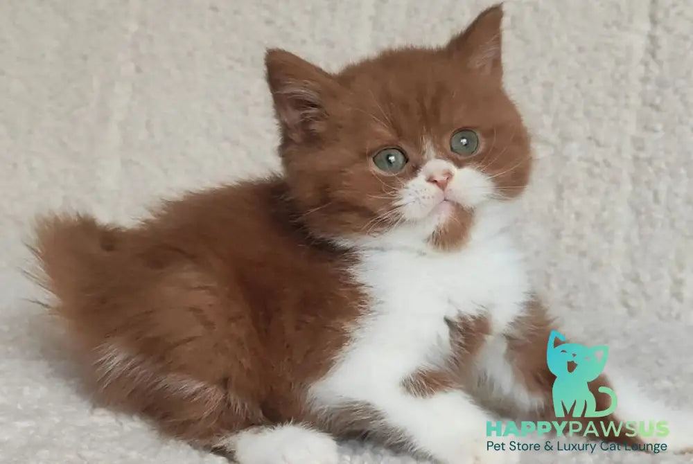 West British Shorthair male cinnamon bicolour - live animals